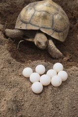 Obraz premium Close up eggs of African spurred tortoise,Tortoise eggs