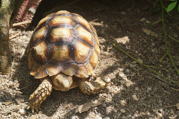 African Sulcata Tortoise Natural Habitat,Close up African spurred tortoise resting in the garden, Slow life ,Africa spurred tortoise sunbathe on ground with his protective shell ,Beautiful Tortoise