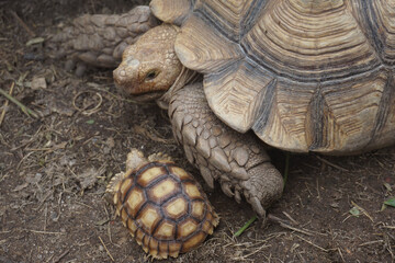 African Sulcata Tortoise Natural Habitat,Close up African spurred tortoise resting in the garden, Slow life ,Africa spurred tortoise sunbathe on ground with his protective shell ,Beautiful Tortoise