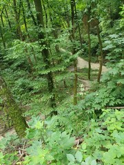 Obraz premium Pedestrian road in a deciduous forest, green trees, bushes, grass, summer