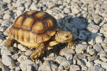 African Sulcata Tortoise Natural Habitat,Close up African spurred tortoise resting in the garden, Slow life ,Africa spurred tortoise sunbathe on ground with his protective shell ,Beautiful Tortoise