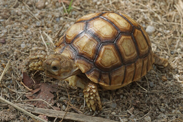 African Sulcata Tortoise Natural Habitat,Close up African spurred tortoise resting in the garden, Slow life ,Africa spurred tortoise sunbathe on ground with his protective shell ,Beautiful Tortoise