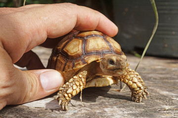 African Sulcata Tortoise Natural Habitat,Close up African spurred tortoise resting in the garden, Slow life ,Africa spurred tortoise sunbathe on ground with his protective shell ,Beautiful Tortoise