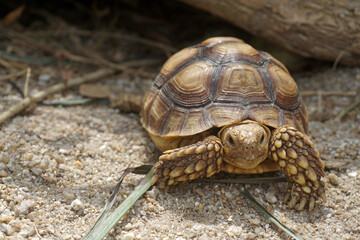 African Sulcata Tortoise Natural Habitat,Close up African spurred tortoise resting in the garden,...