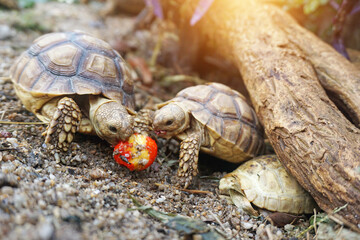 African Sulcata Tortoise Natural Habitat,Close up African spurred tortoise resting in the garden, Slow life ,Africa spurred tortoise sunbathe on ground with his protective shell ,Beautiful Tortoise