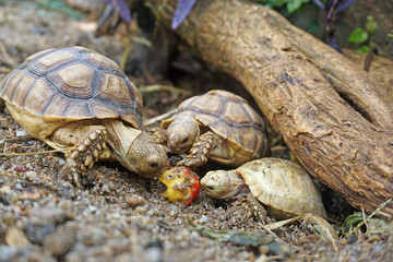 African Sulcata Tortoise Natural Habitat,Close up African spurred tortoise resting in the garden,...