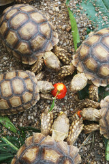 African Sulcata Tortoise Natural Habitat,Close up African spurred tortoise resting in the garden, Slow life ,Africa spurred tortoise sunbathe on ground with his protective shell ,Beautiful Tortoise