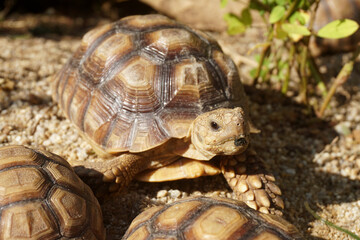 African Sulcata Tortoise Natural Habitat,Close up African spurred tortoise resting in the garden, Slow life ,Africa spurred tortoise sunbathe on ground with his protective shell ,Beautiful Tortoise