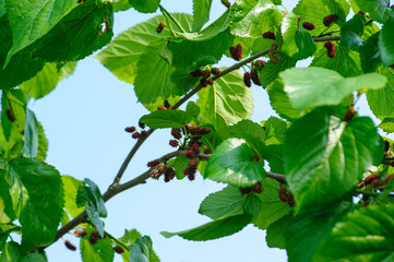 Mulberry growing on tree in spring