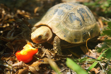 Elongated tortoise in the nature, Indotestudo elongata ,Tortoise sunbathe on ground with his protective shell ,Tortoise from Southeast Asia and parts of South Asia ,High yellow Tortoise
