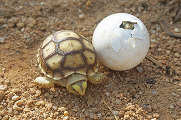 Africa spurred tortoise being born, Tortoise Hatching from Egg, Cute portrait of baby tortoise...