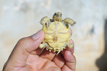 Africa spurred tortoise being born, Tortoise Hatching from Egg, Cute portrait of baby tortoise...