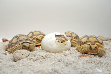 Africa spurred tortoise being born, Tortoise Hatching from Egg, Cute portrait of baby tortoise...