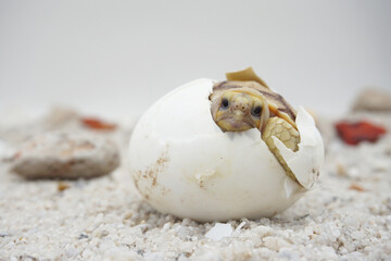 Africa spurred tortoise being born, Tortoise Hatching from Egg, Cute portrait of baby tortoise hatching, Birth of new life,Natural Habitat