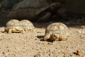 African Sulcata Tortoise Natural Habitat,Close up African spurred tortoise resting in the garden,...