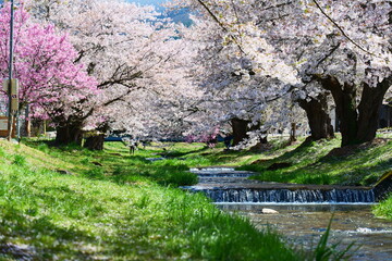 Fototapeta na wymiar 観音寺川の桜並木。猪苗代、福島、日本。4月下旬。