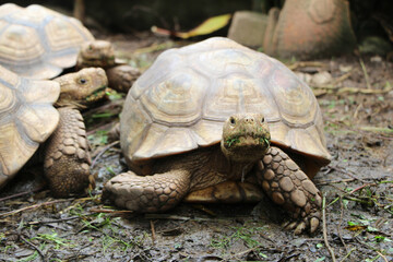 African Sulcata Tortoise Natural Habitat,Close up African spurred tortoise resting in the garden,...