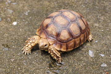 African Sulcata Tortoise Natural Habitat,Close up African spurred tortoise resting in the garden, Slow life ,Africa spurred tortoise sunbathe on ground with his protective shell ,Beautiful Tortoise
