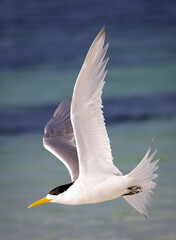 A Crested Tern in Flight - 752113562