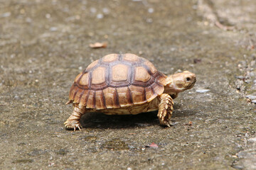 African Sulcata Tortoise Natural Habitat,Close up African spurred tortoise resting in the garden, Slow life ,Africa spurred tortoise sunbathe on ground with his protective shell ,Beautiful Tortoise
