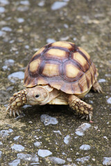 African Sulcata Tortoise Natural Habitat,Close up African spurred tortoise resting in the garden, Slow life ,Africa spurred tortoise sunbathe on ground with his protective shell ,Beautiful Tortoise
