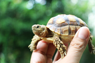 African Sulcata Tortoise Natural Habitat,Close up African spurred tortoise resting in the garden,...