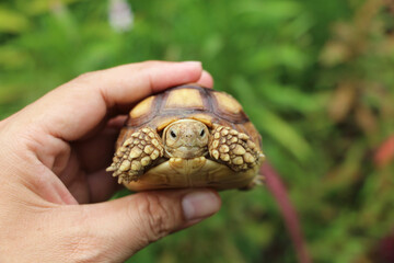 African Sulcata Tortoise Natural Habitat,Close up African spurred tortoise resting in the garden,...