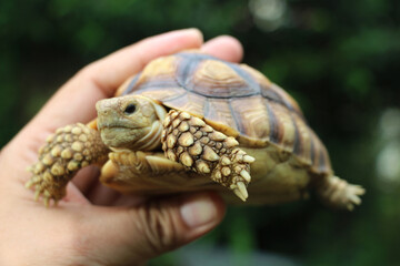 African Sulcata Tortoise Natural Habitat,Close up African spurred tortoise resting in the garden,...