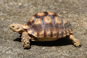 African Sulcata Tortoise Natural Habitat,Close up African spurred tortoise resting in the garden,...