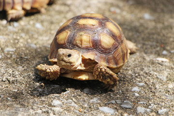 African Sulcata Tortoise Natural Habitat,Close up African spurred tortoise resting in the garden, Slow life ,Africa spurred tortoise sunbathe on ground with his protective shell ,Beautiful Tortoise
