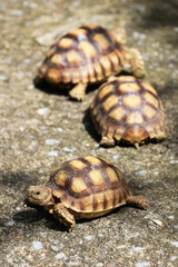 African Sulcata Tortoise Natural Habitat,Close up African spurred tortoise resting in the garden, Slow life ,Africa spurred tortoise sunbathe on ground with his protective shell ,Beautiful Tortoise
