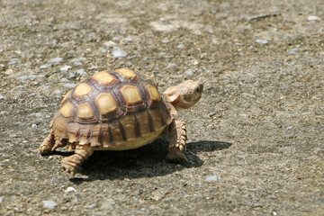 African Sulcata Tortoise Natural Habitat,Close up African spurred tortoise resting in the garden,...