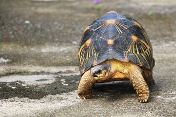 Portrait of radiated tortoise,The radiated tortoise eating flower ,Tortoise sunbathe on ground with his protective shell ,cute animal ,Astrochelys radiata ,The radiatedtortoise from Madagascar
