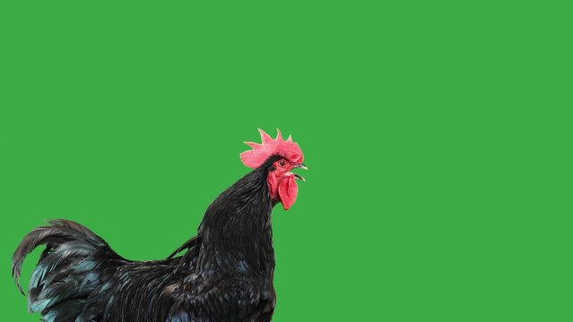 black rooster crows on a green screen