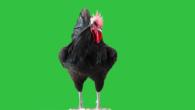 black rooster looks in different directions on a green screen