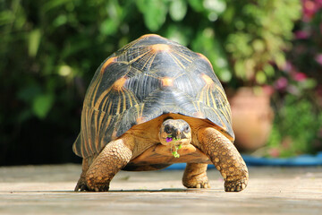 Portrait of radiated tortoise,The radiated tortoise eating flower ,Tortoise sunbathe on ground with...