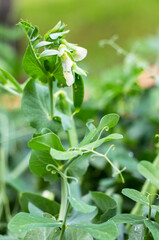 The white flower of peas blooming in a garden against a background of green foliage