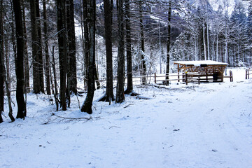 Wild nature in the winter time, with little light and very cold weather.