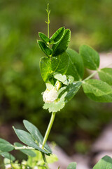 The white flower of peas blooming in a garden against a background of green foliage