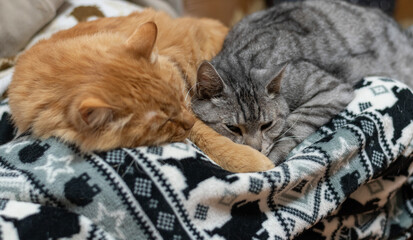 仲良く眠る二匹の猫