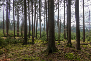 Obraz premium Novohradské hory, Czech Republic