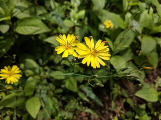 Yellow daisies blooming in lush green surroundings with soil and various plants
