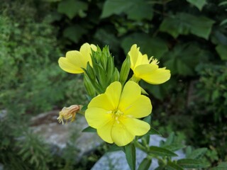 Obraz na płótnie Canvas Yellow flowers on a garden bush