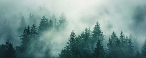 Enigmatic Reverie, Wallpaper Background Featuring a Fog-Covered Forest, Evoking Mystery and Intrigue