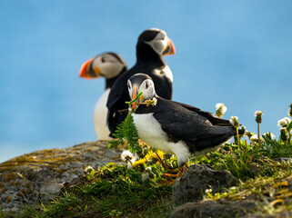Fototapeta premium Closeup of two Atlantic puffins in Newfoundland
