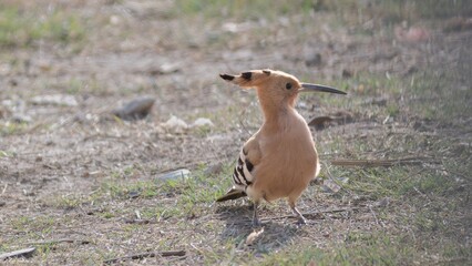 Cute hoopoe bird sitting
