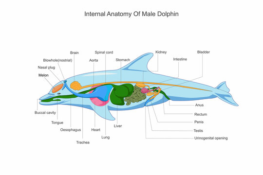 Internal anatomy of a male dolphin. Physiological structure outline diagram.Labeled educational scheme with inside organs. Zoological vector illustration.