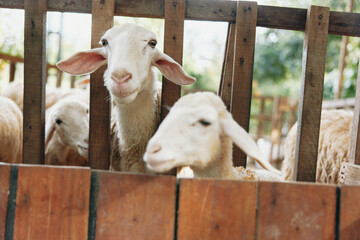 A group of sheep in a pen looking over the fence at another sheep in the pen next to the other...