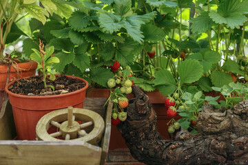 Strawberry plants with lots of ripe red strawberries in a balcony garden, apartment or urban gardening concept.Organic ripe sweet red fruits of wild alpine strawberry plant growing in a pot. 