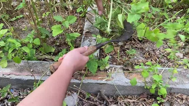 cutting weeds with an old, rusty sickle